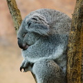 Koala en pleine action