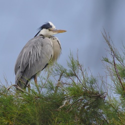 Parc ornithologique de Pont-de-Gau, 3 juillet 2014