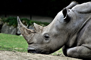 Rhino en pleine action