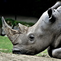 Rhino en pleine action