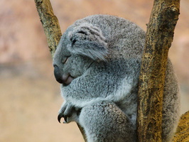 Koala en pleine action