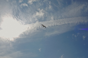 A gull up there